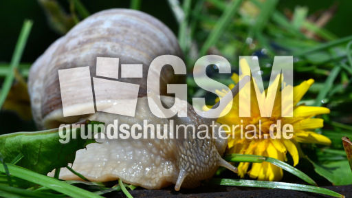 Weinbergschnecke_ (6).jpg